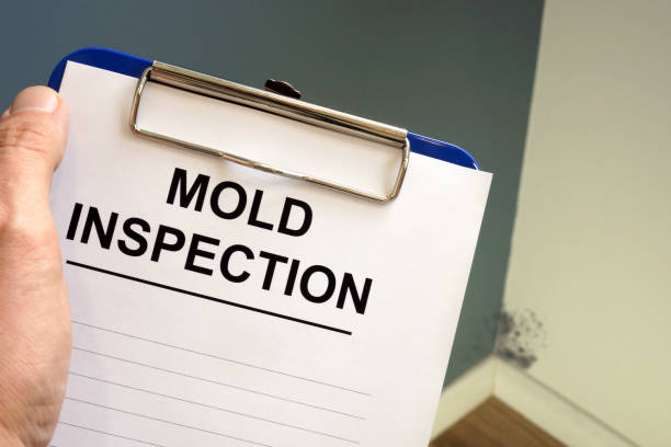 Best Mold Damage Restoration  in Adamstown, PA